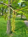 summer photograph Moeraseik__Quercus_palustris__Pin_oakimg_2915.jpg