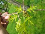 summer photograph Moeraseik__Quercus_palustris__Pin_oakimg_2916.jpg