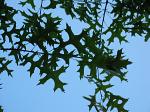 summer photograph Moeraseik__Quercus_palustris__Pin_oakimg_4294.jpg