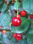 trees fruit