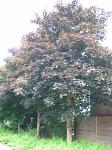 summer photograph Noorse_esdoorn__Acer_platanoides__Norway_mapleimg_4405.jpg