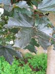 summer photograph Noorse_esdoorn__Acer_platanoides__Norway_mapleimg_4407.jpg