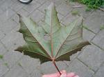 summer photograph Noorse_esdoorn__Acer_platanoides__Norway_mapleimg_4411.jpg