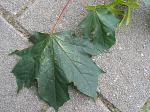 summer photograph Noorse_esdoorn__Acer_platanoides__Norway_mapleimg_4898.jpg