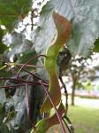 trees fruit