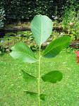 summer photograph Okkernoot_Walnoot__Juglans_regia__Common_or_Black_walnutimg_5409blad.jpg