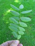 summer photograph Pagodeboom_Honingboom__Saphora_japonica__Japanese_scholartreeimg_5758blad.jpg