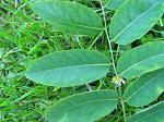 summer photograph Pagodeboom_Honingboom__Saphora_japonica__Japanese_scholartreeimg_5759blad.jpg