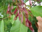 summer photograph Pluimes__Fraxinus_ornus__Manna_Ashimg_4892.jpg