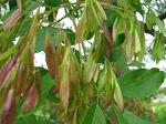 summer photograph Pluimes__Fraxinus_ornus__Manna_Ashimg_4894.jpg