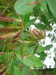 summer photograph Pluimes__Fraxinus_ornus__Manna_Ashimg_4895fruit.jpg