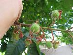 summer photograph Rode_paardenkastanje__Aesculus_x_carnea__Red_horsechestnutimg_4701fruit.jpg