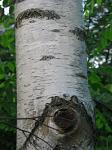 summer photograph Ruwe_berk__Betula_pendula__European_whitebirchimg_4257.jpg