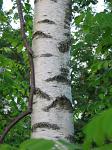 summer photograph Ruwe_berk__Betula_pendula__European_whitebirchimg_4258.jpg