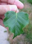 summer photograph Ruwe_berk__Betula_pendula__European_whitebirchimg_5354blad.jpg