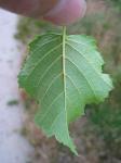 summer photograph Ruwe_berk__Betula_pendula__European_whitebirchimg_5355.jpg