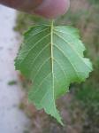 summer photograph Ruwe_berk__Betula_pendula__European_whitebirchimg_5356blad.jpg