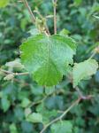 summer photograph Ruwe_berk__Betula_pendula__European_whitebirchimg_5357.jpg