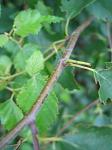 summer photograph Ruwe_berk__Betula_pendula__European_whitebirchimg_5364.jpg