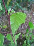 summer photograph Ruwe_berk__Betula_pendula__European_whitebirchimg_5367blad.jpg