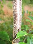 summer photograph Ruwe_berk__Betula_pendula__European_whitebirchimg_5370.jpg