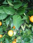 summer photograph Sinaasappel__Citrus_sinensis__Orangeimg_6737.jpg