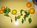 summer photograph Sinaasappel__Citrus_sinensis__Orangeimg_6758.jpg