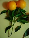 summer photograph Sinaasappel__Citrus_sinensis__Orangeimg_6761.jpg