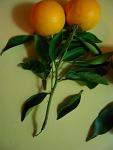 summer photograph Sinaasappel__Citrus_sinensis__Orangeimg_6762.jpg