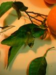 summer photograph Sinaasappel__Citrus_sinensis__Orangeimg_6765.jpg
