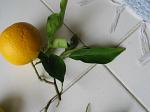 summer photograph Sinaasappel__Citrus_sinensis__Orangeimg_6775.jpg