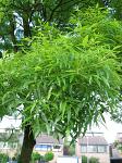 summer photograph Smalbladige_es__Fraxinus_angustifolia__Narrow_leaved_ashimg_4211blad.jpg