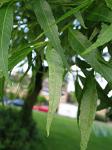 summer photograph Smalbladige_es__Fraxinus_angustifolia__Narrow_leaved_ashimg_4212.jpg