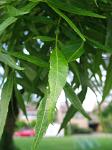 summer photograph Smalbladige_es__Fraxinus_angustifolia__Narrow_leaved_ashimg_4213blad.jpg