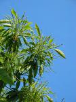 summer photograph Tamme_kastanje__Castanea_sativa__Sweet_chestnutimg_4458.jpg