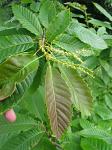 summer photograph Tamme_kastanje__Castanea_sativa__Sweet_chestnutimg_4940blad.jpg