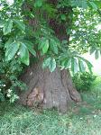 summer photograph Tamme_kastanje__Castanea_sativa__Sweet_chestnutimg_4951.jpg