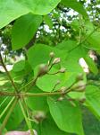 summer photograph Trompetboom__Catalpa_bignonioides__Southern_catalpaimg_4700.jpg