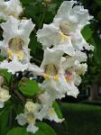 summer photograph Trompetboom__Catalpa_bignonioides__Southern_catalpaimg_5127.jpg