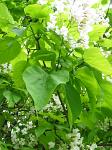 summer photograph Trompetboom__Catalpa_bignonioides__Southern_catalpaimg_5130.jpg
