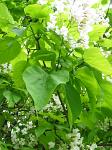 summer photograph Trompetboom__Catalpa_bignonioides__Southern_catalpaimg_5130.jpg