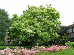 summer photograph Trompetboom__Catalpa_bignonioides__Southern_catalpaimg_5132.jpg