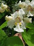 summer photograph Trompetboom__Catalpa_bignonioides__Southern_catalpaimg_5138.jpg