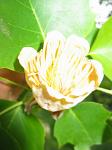 summer photograph Tulpenboom__Liriodendron_tulipifera__Tulip_treeimg_4318.jpg