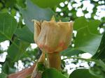 summer photograph Tulpenboom__Liriodendron_tulipifera__Tulip_treeimg_4319.jpg