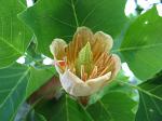 summer photograph Tulpenboom__Liriodendron_tulipifera__Tulip_treeimg_4320.jpg