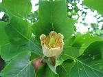 summer photograph Tulpenboom__Liriodendron_tulipifera__Tulip_treeimg_4321blad.jpg