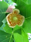 summer photograph Tulpenboom__Liriodendron_tulipifera__Tulip_treeimg_4322.jpg