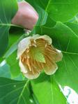 summer photograph Tulpenboom__Liriodendron_tulipifera__Tulip_treeimg_4323.jpg