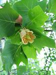 summer photograph Tulpenboom__Liriodendron_tulipifera__Tulip_treeimg_4324.jpg